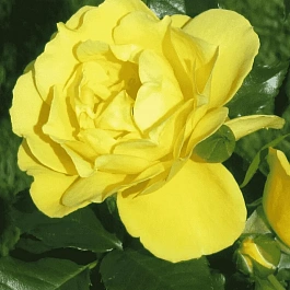 Роза Плетистая Dukat