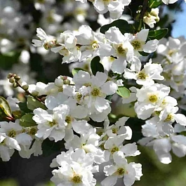 Экзохорда крупноцветная The Bride