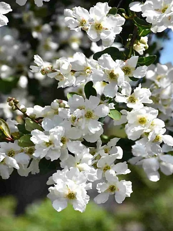 Экзохорда крупноцветная The Bride