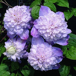 Клематис крупноцветковый Вероника Чойс