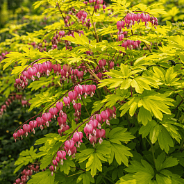 Дицентра великолепная Gold Heart
