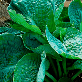 Хоста Lakeside Maverick