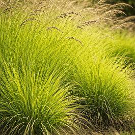 Молиния голубая Edith Dudszus