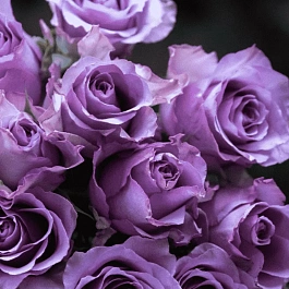 Роза Чайно-гибридная Nightingale