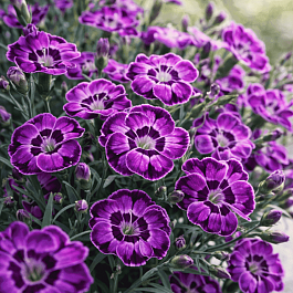 Гвоздика Diantica Violet Blue