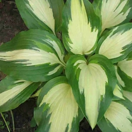 Хоста Christmas Candy