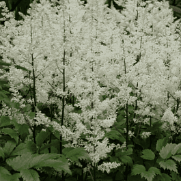 Астильба Арендса Rock and Roll