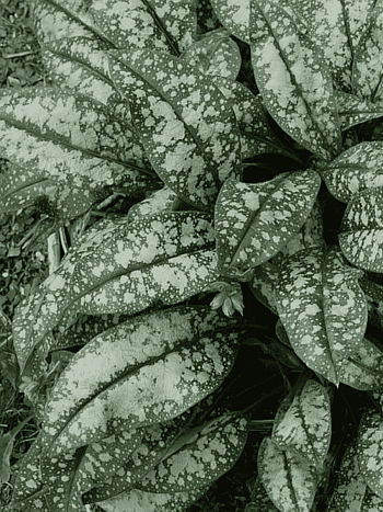 Медуница гибридная Opal