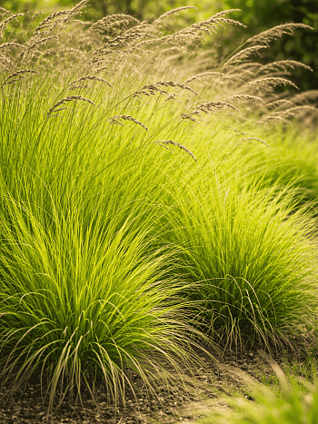 Молиния голубая Edith Dudszus