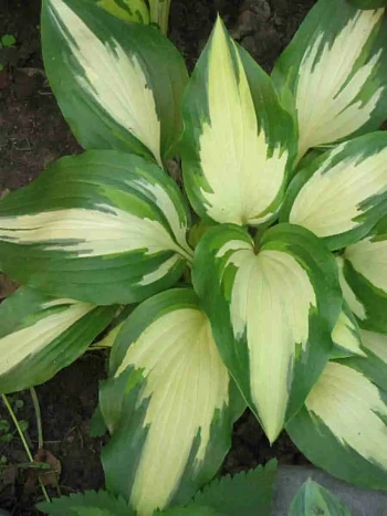 Хоста Christmas Candy