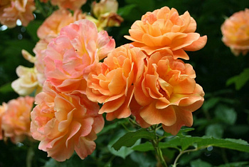 Роза парковая Вестерленд