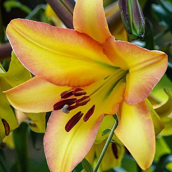 Лилия ОТ-гибрид Райзинг Мун