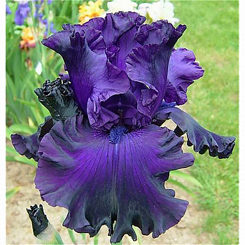 Ирис бородатый Найт Аул Ирис бородатый Найт Аул