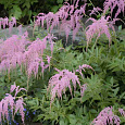 Астильба Тунберга Straussenfeder