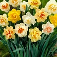 Нарцисс Микс 25 шт