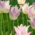 Тюльпан лилиецветный Elegant Lady