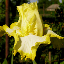 Ирис бородатый Бертуисл