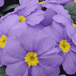 Примула головчатая Noverna Deep Blue