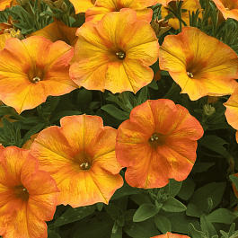 Петхоа Beautical Sunset Orange