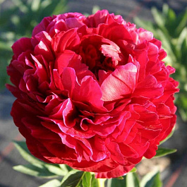 Пион травянистый Генри Бокстос