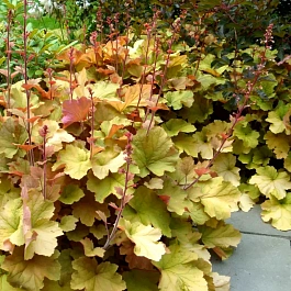 Гейхера Caramel