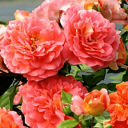 Роза Флорибунда Gebruder Grimm