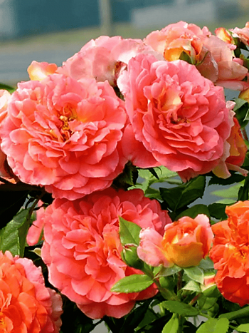 Роза Флорибунда Gebruder Grimm