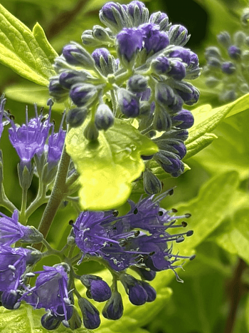 Кариоптерис кландоненский  Gold Crest