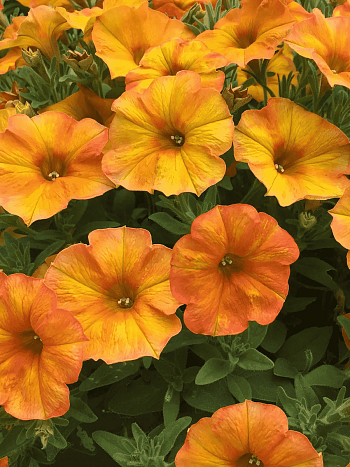 Петхоа Beautical Sunset Orange