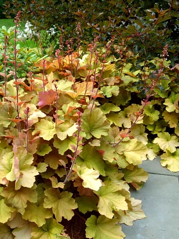 Гейхера Caramel