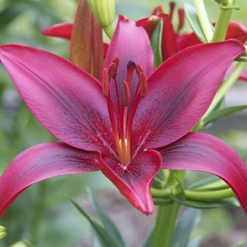 Лилия азиатская Блэк Лист НАБОР 2ШТ (2+2) Лилия азиатская Блэк Лист НАБОР 2ШТ (2+2)