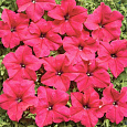 Петуния крупноцветковая Мистрал F1 Петуния крупноцветковая Мистрал F1