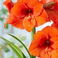Амариллис Park Orange