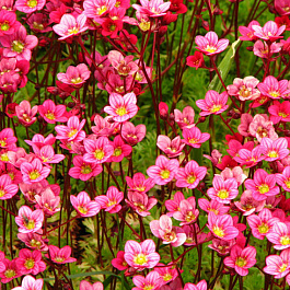 Камнеломка Арендса Розеа