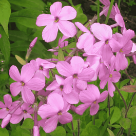 Флокс столоносный Purpurea