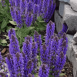 Шалфей дубравный Blue Marvel