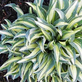 Хоста Little Treasure