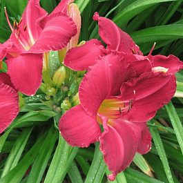 Лилейник Charles Johnston