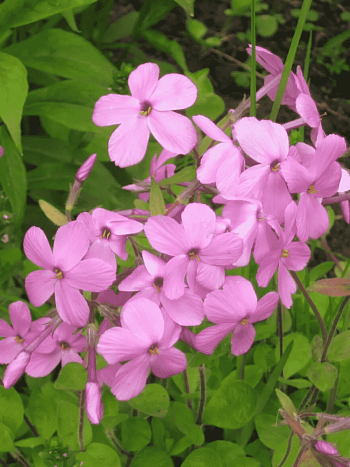 Флокс столоносный Purpurea