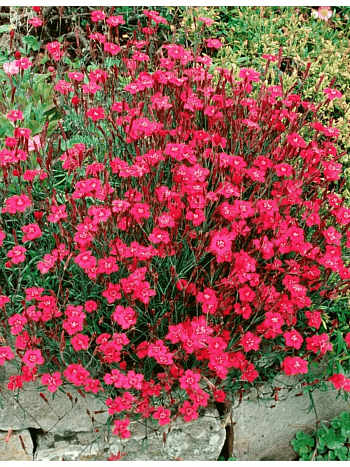 Гвоздика травянка Flashing Lights