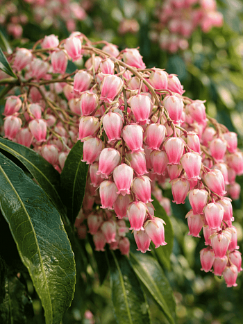 Пиерис японский Valley Rose