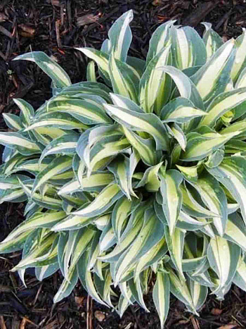 Хоста Little Treasure