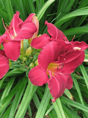 Лилейник Charles Johnston