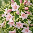 Вейгела цветущая Nana Variegata