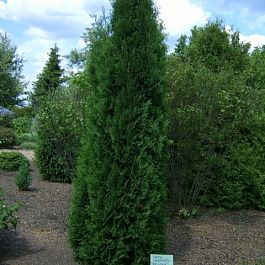 Туя западная Малониана
