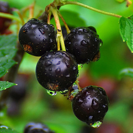 Смородина черная Добрый Джин
