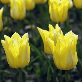 Тюльпан Ballade Gold