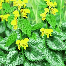 Яснотка желтая Флорентинум