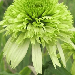 Эхинацея пурпурная Honeydew