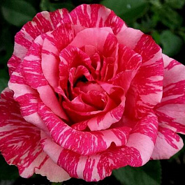 Роза чайно-гибридная Пинк Интуишн